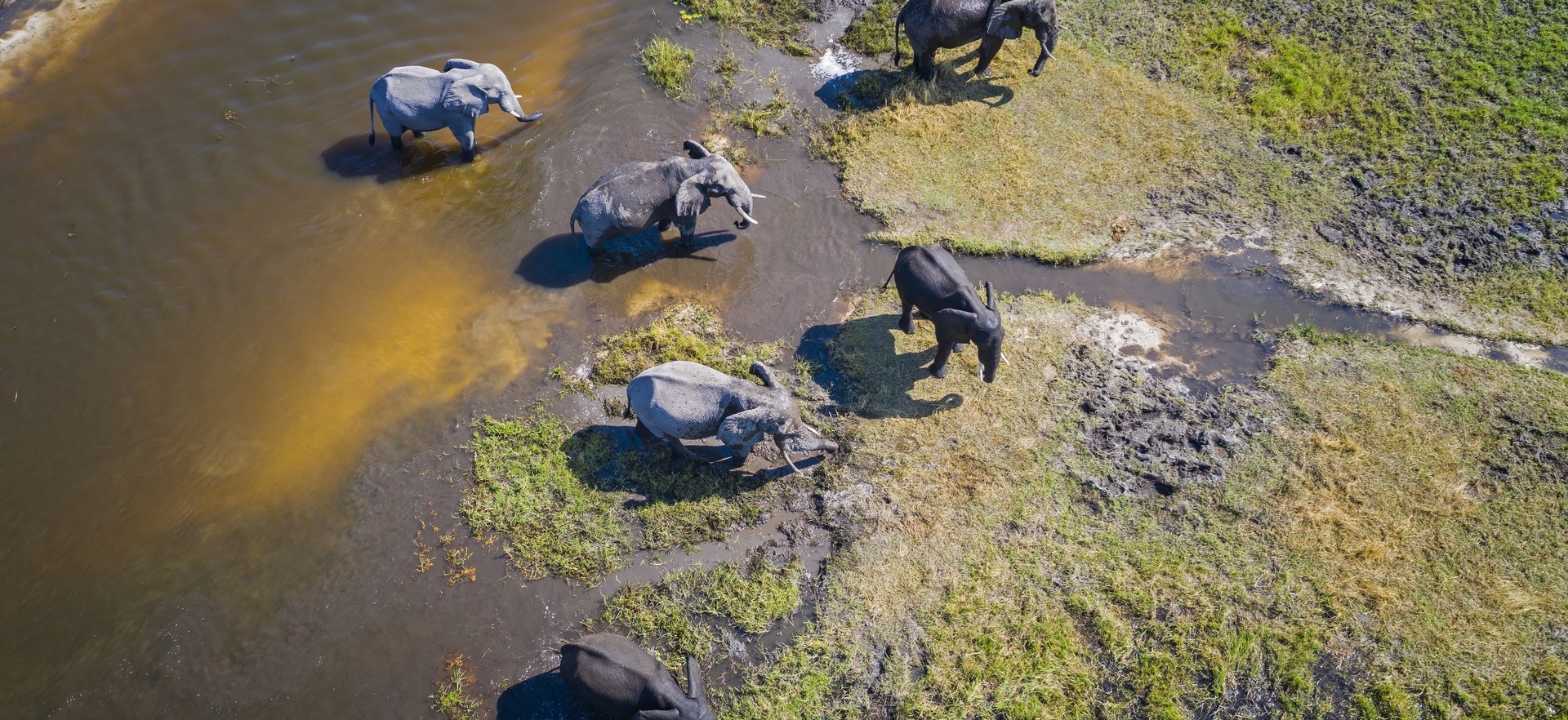 hero-elephants-delta-water-botswana-africa