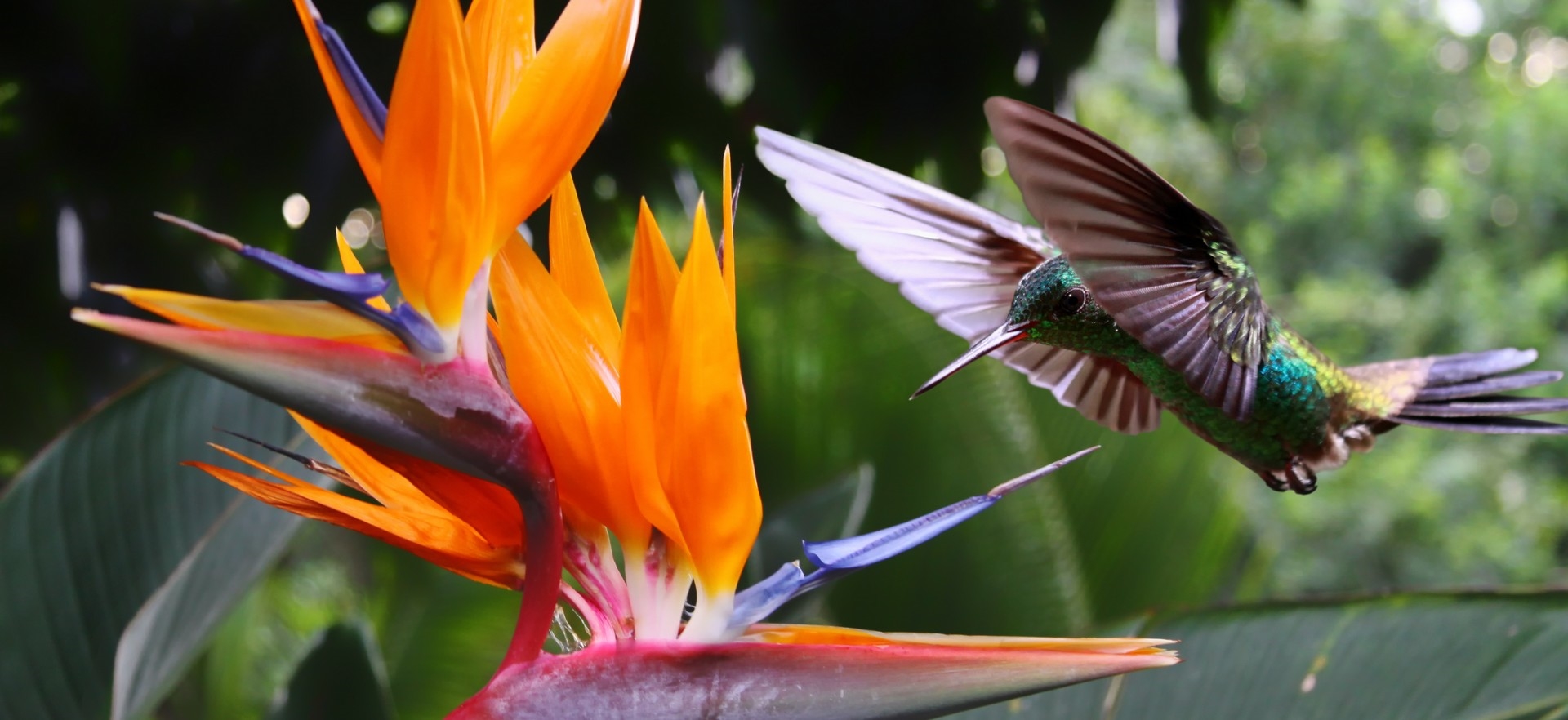 hero-flower-hummingbird-tropical-costa-rica
