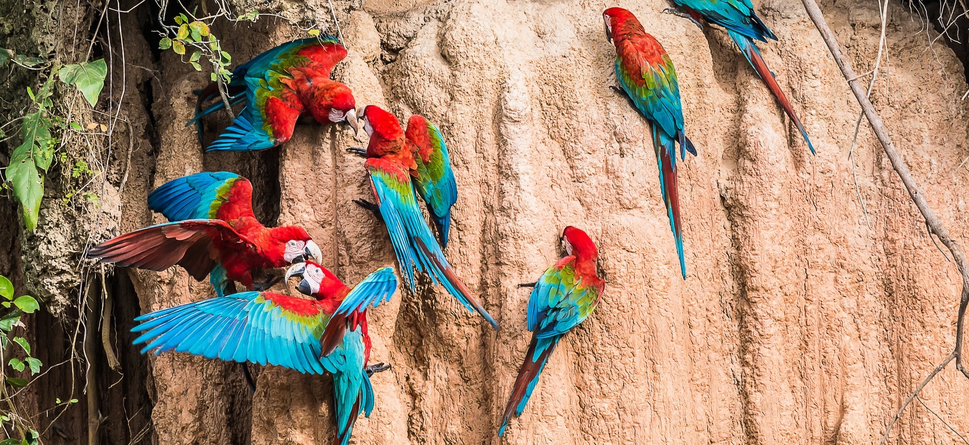 hero-image-macaws-amazon-jungle-madre-de-dios-peru-south-america