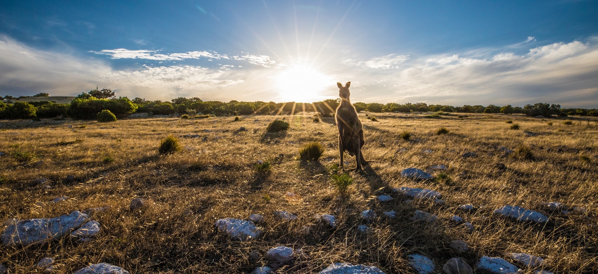hero-kangaroo-landscape-kangaroo-island-south-australia